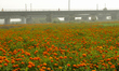 Marigold flowers are growing in a field on the outskirts of Kolkata, India, on February 16...