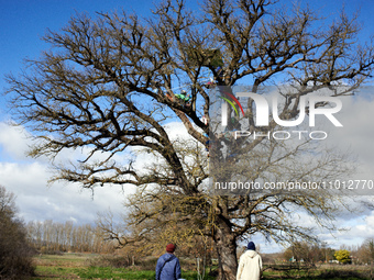 Two protesters are looking at an oak tree where 'Ecureuils' are preparing to live to prevent its cutting for the A69 highway. In the woods i...