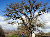 Two protesters are looking at an oak tree where 'Ecureuils' are preparing to live to prevent its cutting for the A69 highway. In the woods i...