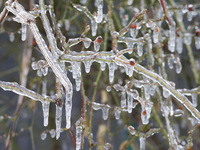 Frozen plants are seen in a park in Suqian, Jiangsu Province, China, on February 22, 2024. (