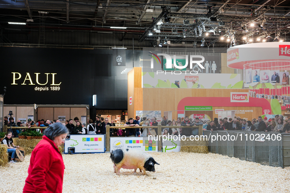 A pig is parading for the general competition of the International Agricultural Show, in Paris, France, on February 24, 2024. 