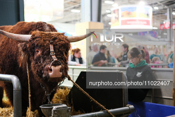 A bull and a breeder are at the International Agricultural Show, in Paris, France, on February 24, 2024. 