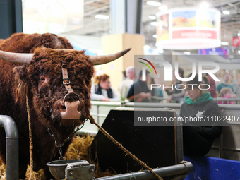 A bull and a breeder are at the International Agricultural Show, in Paris, France, on February 24, 2024. (