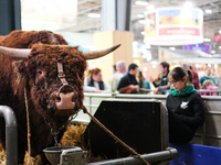 A bull and a breeder are at the International Agricultural Show, in Paris, France, on February 24, 2024. (