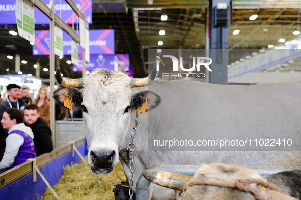 Cows and bulls are posing for the public at the International Agricultural Show in Paris, in Paris, France, on February 24, 2024. 