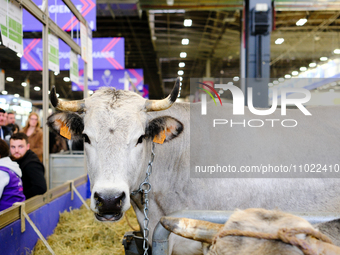 Cows and bulls are posing for the public at the International Agricultural Show in Paris, in Paris, France, on February 24, 2024. (