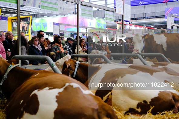 Spectators are looking at and photographing cows at the International Agricultural Show in Paris, in Paris, France, on February 24, 2024. 