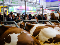 Spectators are looking at and photographing cows at the International Agricultural Show in Paris, in Paris, France, on February 24, 2024. (