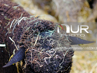 A black sheep's head is covered in straws at the International Agricultural Show in Paris, in Paris, France, on February 24, 2024. (