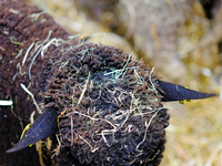 A black sheep's head is covered in straws at the International Agricultural Show in Paris, in Paris, France, on February 24, 2024. (