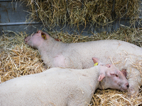 Two sheep of the Berrichon de l'Indre breed are sleeping at the International Agricultural Show in Paris, in Paris, France, on February 24,...