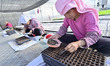 A farmer is planting a watermelon in a seedling tray in Wangjiayang village, Qingzhou City...