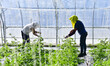 Farmers are preparing watermelon seedlings in Wangjiayang village, Qingzhou City, China, o...