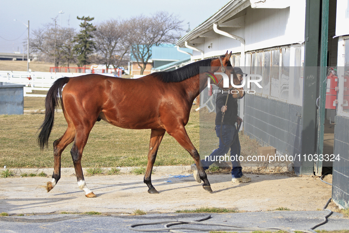 Thoroughbred Racehorses Arrive At Woodbine Racetrack.