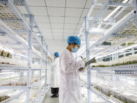 A staff member at the East China Sea Comprehensive Agricultural Experiment Station of the Chinese Academy of Agricultural Sciences is checki...