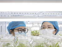 A staff member at the East China Sea Comprehensive Agricultural Experiment Station of the Chinese Academy of Agricultural Sciences is checki...
