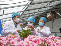 A staff member at the East China Sea Agricultural Experimental Station of the Chinese Academy of Agricultural Sciences is checking the growt...