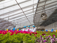 A staff member at the East China Sea Agricultural Experimental Station of the Chinese Academy of Agricultural Sciences is checking the growt...