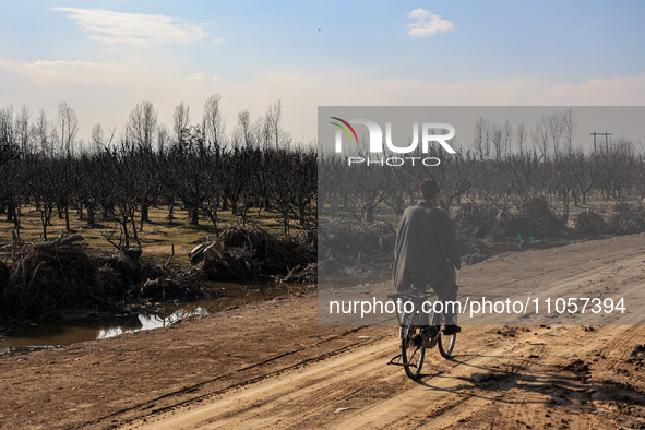 A man is riding a bicycle while thousands of trees are being uprooted along the Srinagar-Baramulla Highway as part of a road widening projec...