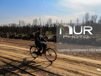 A man is riding his bicycle while thousands of trees are being uprooted along the Srinagar-Baramulla Highway as part of a road widening proj...