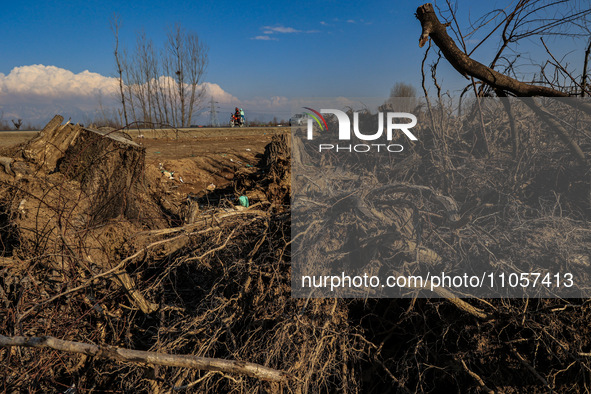 Thousands of trees are being uprooted on the Srinagar-Baramulla Highway as part of a road widening project in Jammu and Kashmir, India, on M...