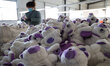 A worker is producing toys for export at a workshop of a toy company in Binzhou, Shandong...