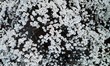 Tourists are viewing a magnolia flower in full bloom on a 500-year-old ancient magnolia tr...