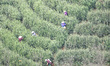 Farmers are picking spring tea at an organic tea plantation in Huzhou, Zhejiang Province,...