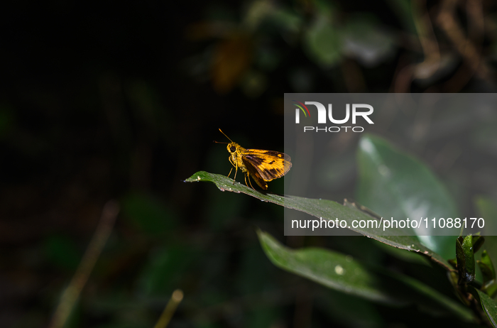 Skipper Butterfly - Potanthus - Animal India