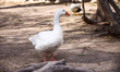 A goose at the National Garden in Athens, Greece on March 14th, 2024. 