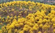 Tabebuia chrysantha trees are blooming at the Qingxiu Mountain Wind Chime Valley in Nannin...