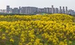 Tabebuia chrysantha trees are blooming at the Qingxiu Mountain Wind Chime Valley in Nannin...