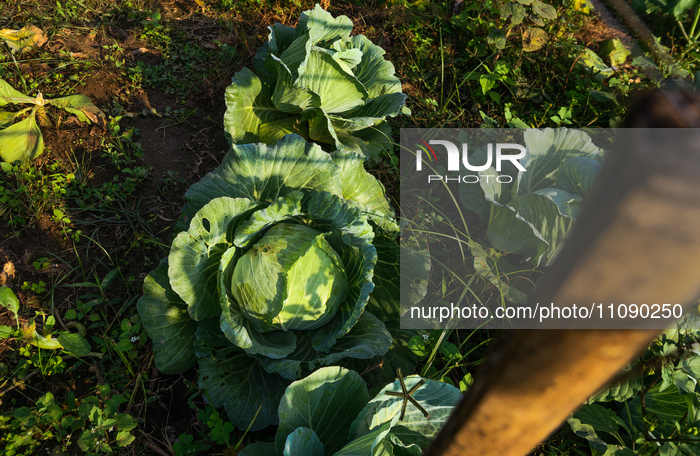 Cabbage - Brassica Oleracea Var. Capitata - Agriculture In India