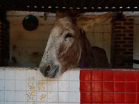 A donkey is being seen in captivity at the 'Burrolandia' Theme Park, which is situated in the extreme northwest of the State of Mexico. Know...
