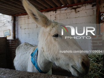A donkey is being seen in captivity at the 'Burrolandia' Theme Park, which is situated in the extreme northwest of the State of Mexico. Know...