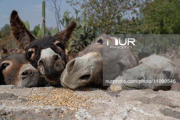 Burrolandia, Donkey Sanctuary In Otumba
