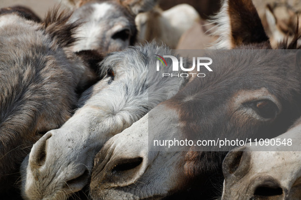 Donkeys are being seen in captivity at the 'Burrolandia' Theme Park, located in the extreme northwest of the State of Mexico. The sanctuary,...