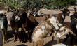 Donkeys are being seen in captivity at the 'Burrolandia' Theme Park, located in the extrem...