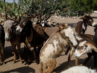 Donkeys are being seen in captivity at the 'Burrolandia' Theme Park, located in the extreme northwest of the State of Mexico. The sanctuary,...