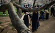 A man ducks underneath the branch of a cherry blossom tree blocking a walking path at the...