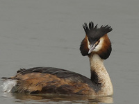 Great Crested Grebes are swimming in the water at RSPB Rainham Marshes Nature Reserve in Rainham, Essex, on March 22, 2024. (