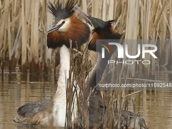 Great Crested Grebes are mating in the water at RSPB Rainham Marshes Nature Reserve in Rainham, Essex, on March 22, 2024. (
