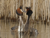 Great Crested Grebes are mating in the water at RSPB Rainham Marshes Nature Reserve in Rainham, Essex, on March 22, 2024. (