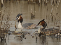 Great Crested Grebes are swimming in the water at RSPB Rainham Marshes Nature Reserve in Rainham, Essex, on March 22, 2024. (