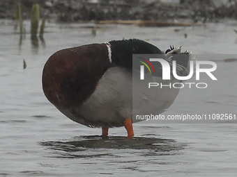 A mallard is swimming in the water at RSPB Rainham Marshes Nature Reserve in Rainham, Essex, on March 22, 2024. (