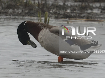 A mallard is swimming in the water at RSPB Rainham Marshes Nature Reserve in Rainham, Essex, on March 22, 2024. (