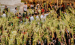 Filipino Catholics are observing Palm Sunday in Antipolo City, Philippines, on March 24, 2...