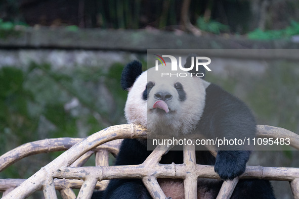 A giant panda is resting at Chongqing Zoo in Chongqing, China, on March 24, 2024. 