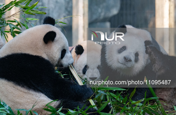 Giant pandas are eating bamboo at Chongqing Zoo in Chongqing, China, on March 24, 2024. 