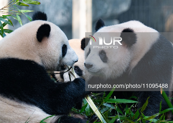 Giant pandas are eating bamboo at Chongqing Zoo in Chongqing, China, on March 24, 2024. 